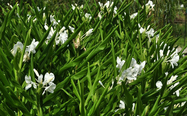 Ginger flower cultivation method