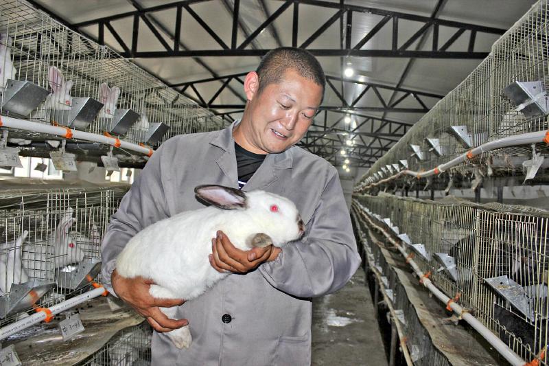 The couple joined hands to go back to their hometown to start a business and raise Rex rabbits on the road to prosperity.