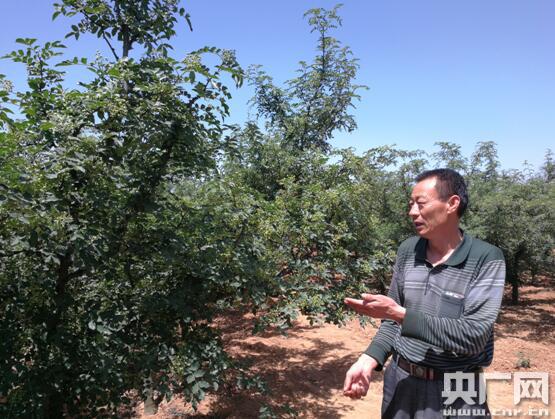 Yuanchi, Henan Province: the Rich Sutra of a Zanthoxylum bungeanum Tree