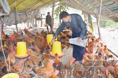 Raising pheasants to run out of the road to prosperity