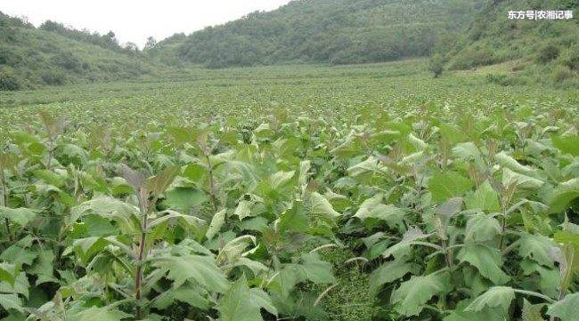 Farmers grow fruit that grows in the soil, yielding 4000 kilograms per mu and earning more than a hundred thousand a year.