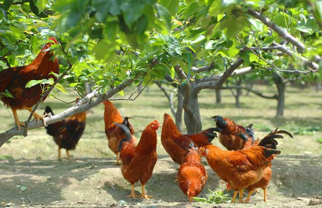 State subsidy policy for raising chickens in 2018