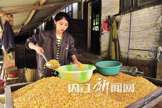 The female students returned to their hometown to raise porcupine and made an annual profit of 300000 to get rich.