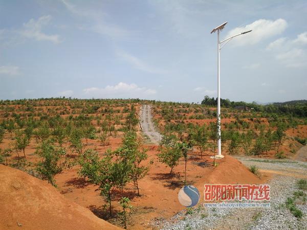 Camellia oleifera in Xinshao County has become a tree for people to get rid of poverty and become rich.