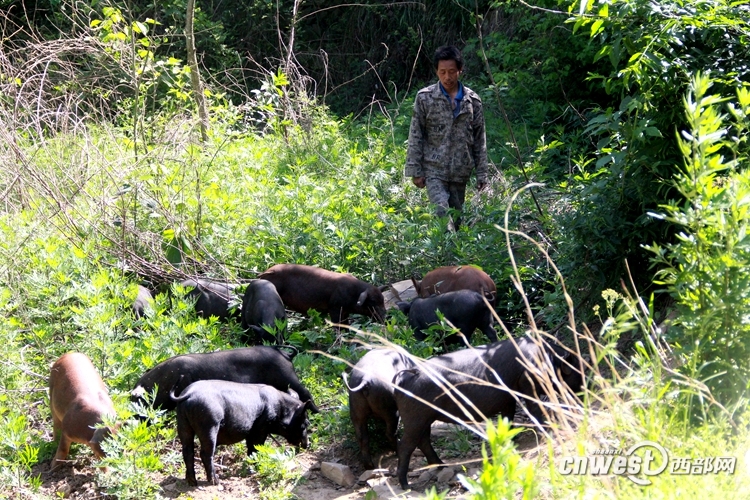 Swineherd halfway up the hillside: raising pigs ecologically is his hope of getting rich