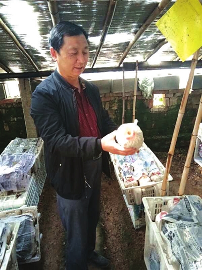 Miao Yinde: a small edible fungus knocks on the door to get rich