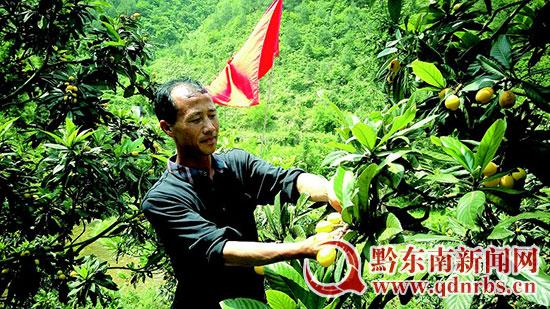 Farmers with good market price of Baiyu loquat can increase their income and get rich quickly.