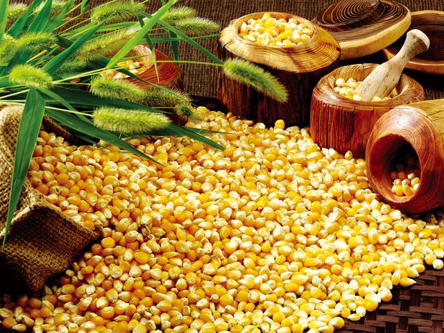 Starting from this year, the Huang-Huai-Hai summer sowing area is no longer allowed to grow corn. Have you been tricked in your area?