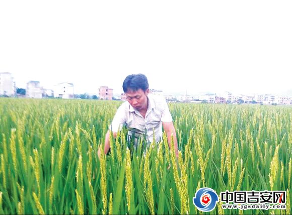 Record the wealth of Guo Tangsheng, a big grain grower.
