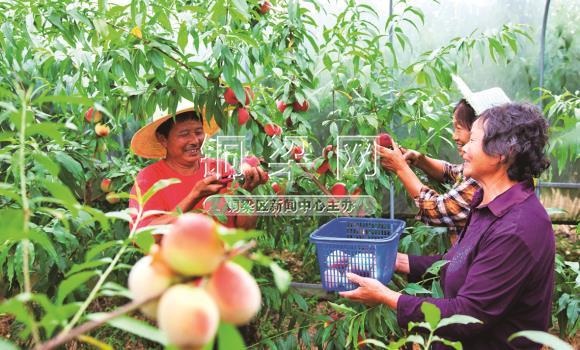 Xihe Town: Rouge crispy peaches are ripe and the villagers are expected to get rich.