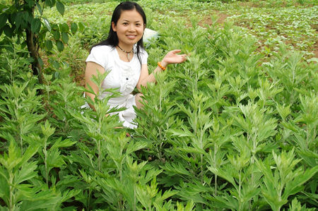 Let China's Artemisia argyi industry go international