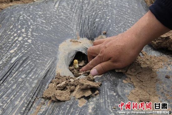 Zhangxian County, Gansu Province has successfully cultivated wild Wulong and reaped a bumper harvest.