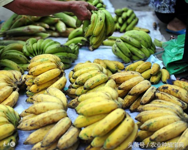 The price of banana producing area in China is weak at the end of the year, and the overall loss of banana farmers in Guangxi has been decided.