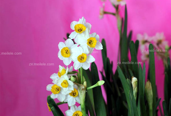 Culture methods of daffodils