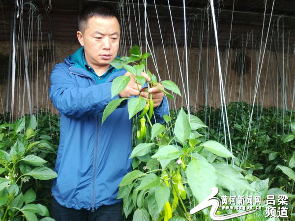 The man returned to his hometown to start a business and grow selenium-rich vegetables to drive his neighbors to increase their income and become rich.