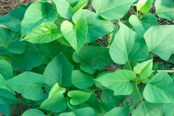 Sweet potato leaves fed to pigs in rural areas can be sold for money, and it is also a rich business.