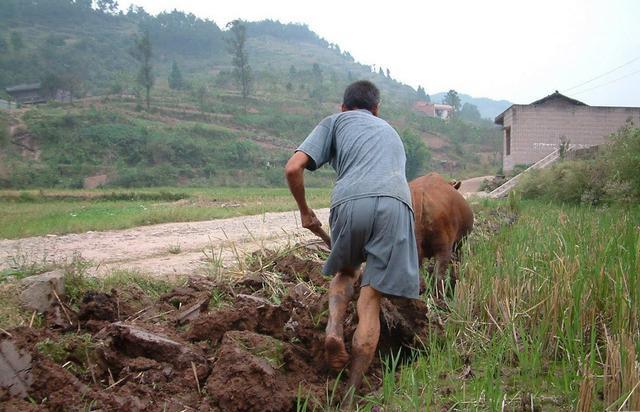 The doctor gave up his annual salary of one million and went back to farming to drive the whole village to get rich and be praised.