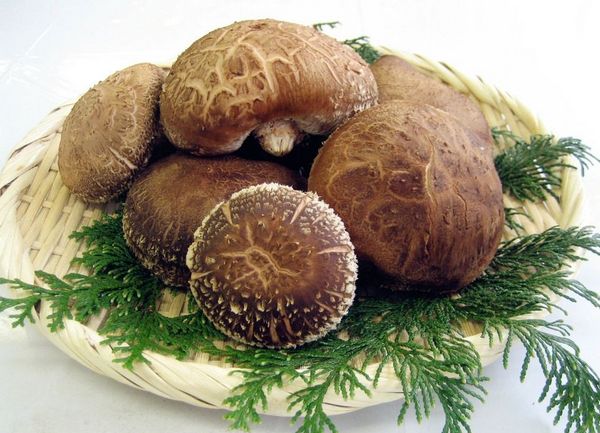 Deciphering the eight reasons for the Lentinus edodes industry to make money and lose money