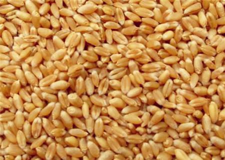 Forecast and Analysis of Future Wheat prices: will Wheat prices rise in 2018?