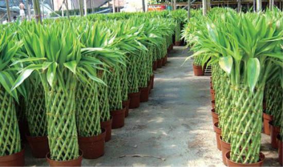 The way to get rid of poverty and become rich in rural areas: rich bamboo market 