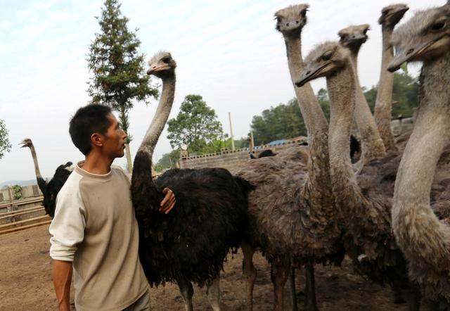 Ostrich breeding, getting rich project or breeding scam? An ostrich can earn 10000 yuan a year.