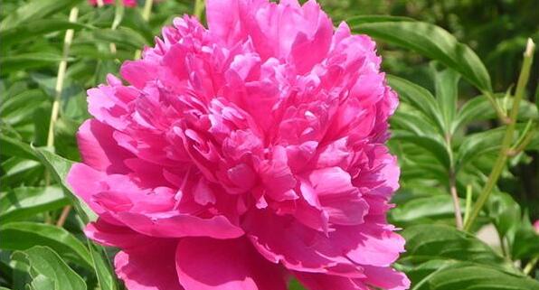 Matters needing attention in Paeonia lactiflora culture