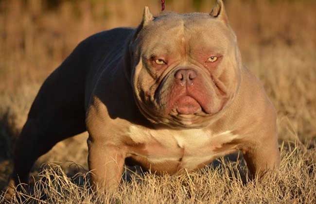 How much is an American bully dog?