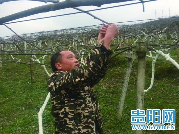 Guiyang, Guizhou: ten thousand mu kiwifruit orchards of technologically rich farmers give birth to 