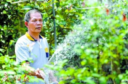 The old farmers in Dongguan grow tea for 6 years, 