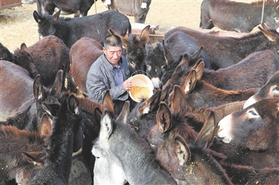 Li Hou change: raising donkeys on the road to prosperity