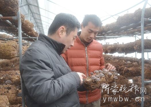 Lentinus edodes Project, first Secretary of Linyi, makes the villagers rich.