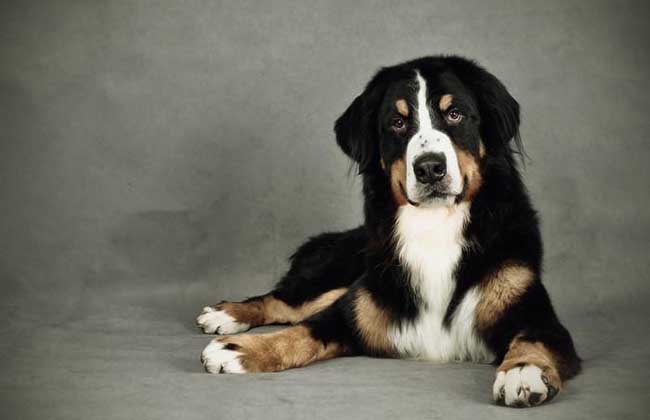 How much is a Bourne Mountain Dog?