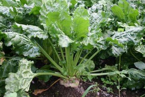 The planting area of sugar beet has increased, will it make money to grow sugar beets in 2017?