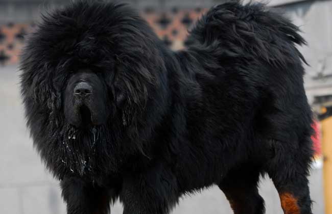 How much is an apollo tibetan mastiff?