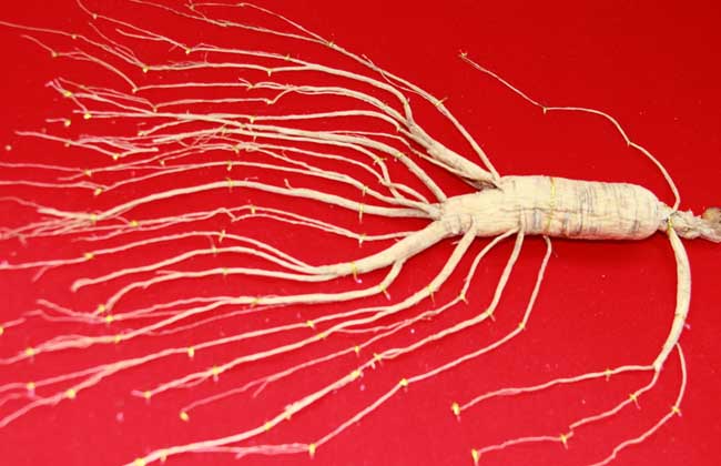 The market price of ginseng