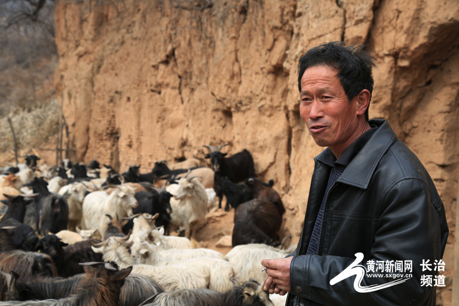 Chen Jiangqi: sheep are the treasure of getting rid of poverty in my family.