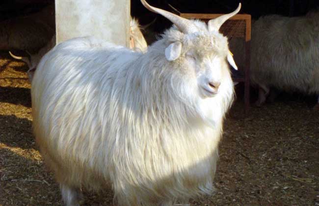 How much is a cashmere goat?