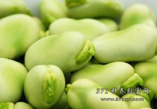 The price of tender soybeans is 8 yuan / jin before the Spring Festival.