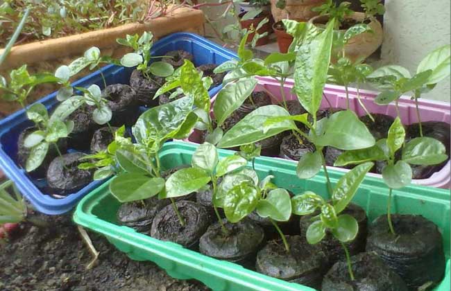 How much is the price of passion fruit seedlings?