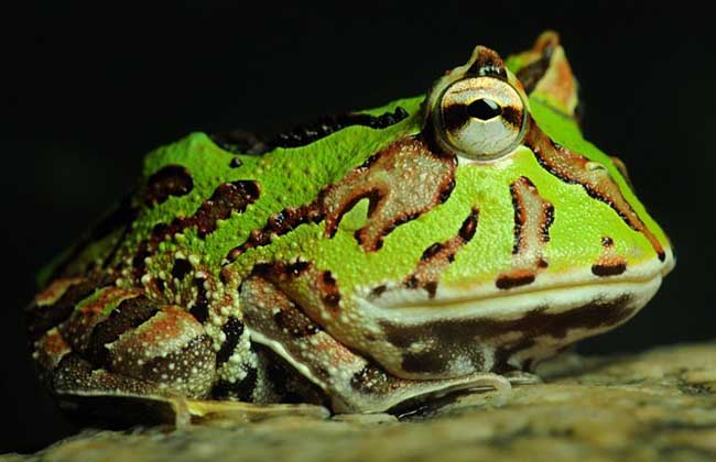 Price market of Bawangjiao frog