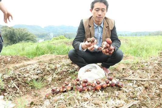 Village director tries to plant big ball mushroom for villagers to walk to prosperity road