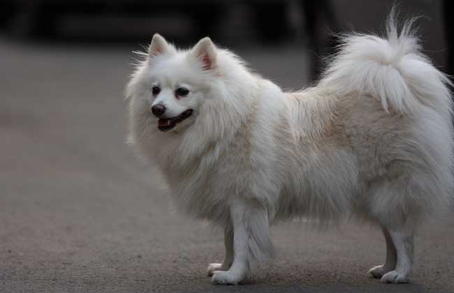 How much is a Japanese fox dog?