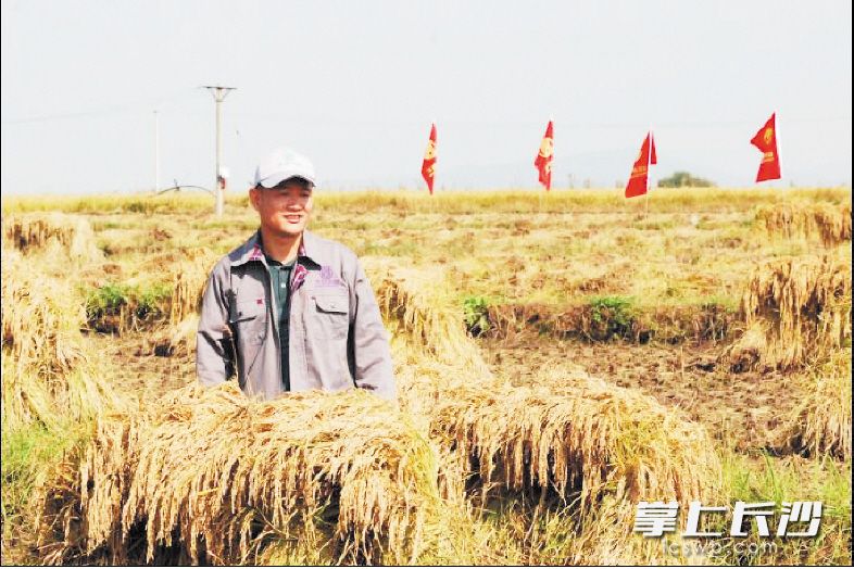 He planted good rice in the northeast and brought it back to his hometown.