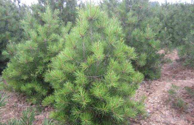 How much is one meter of Pinus elliottii?