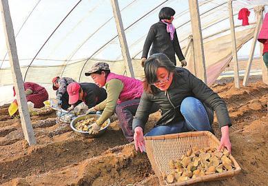 The female college students of the post-80s music department returned home to grow potatoes.