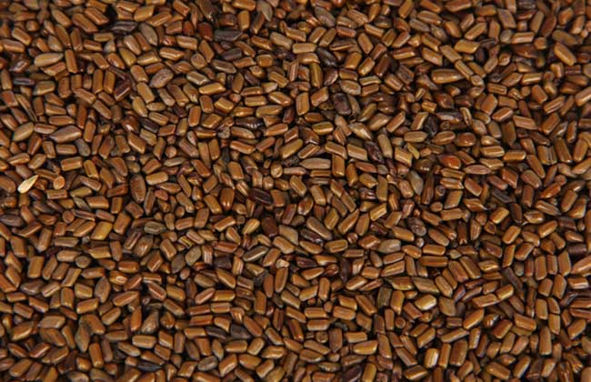 The market price of cassia seed