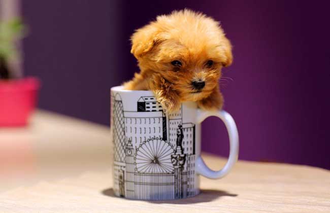 How much is a teddy dog for a teacup?