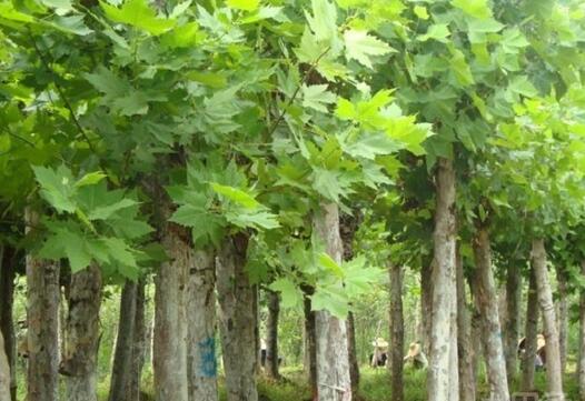 Do you make money planting trees? Miao farmers blindly follow the trend of planting tung tree prices fall