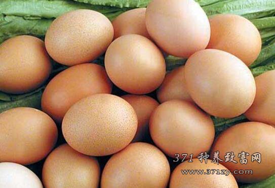 2017 egg price analysis and forecast: what will be the trend of the egg market in the year of the Rooster?