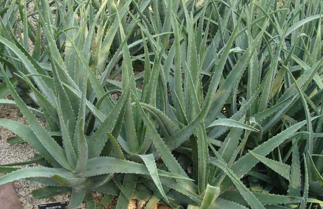 How much is a plant of aloe vera?